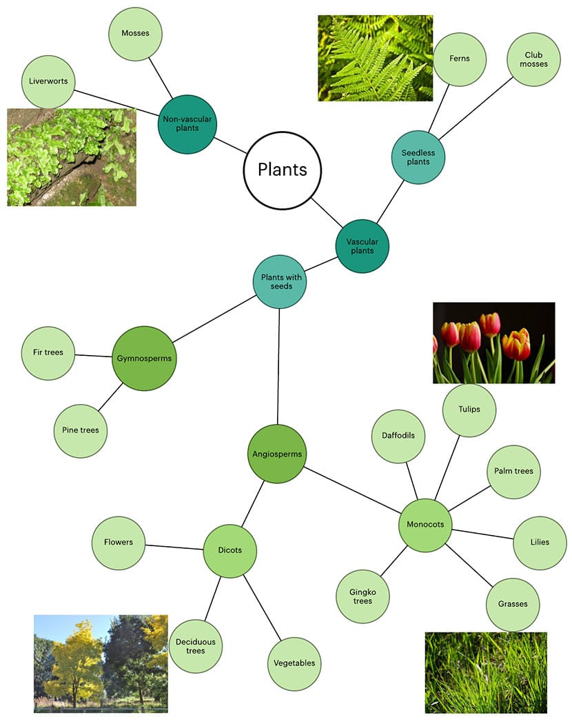 Cluster Diagram